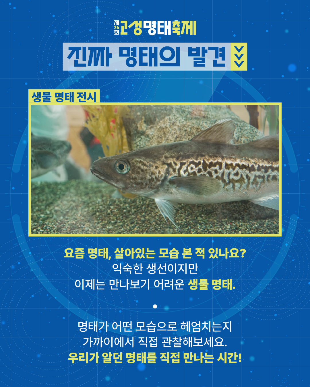 명태의발견4.png